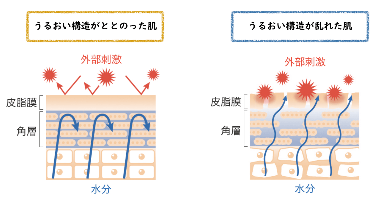 うるおい構造が整った肌と乱れた肌のイメージ