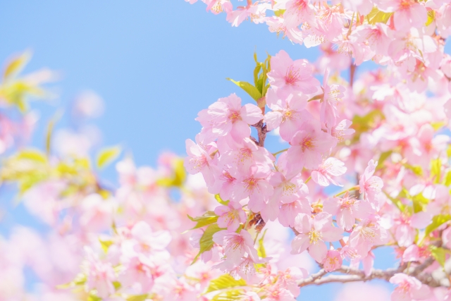春を彩る美しい桜のイメージ